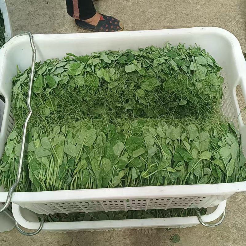 豌豆尖