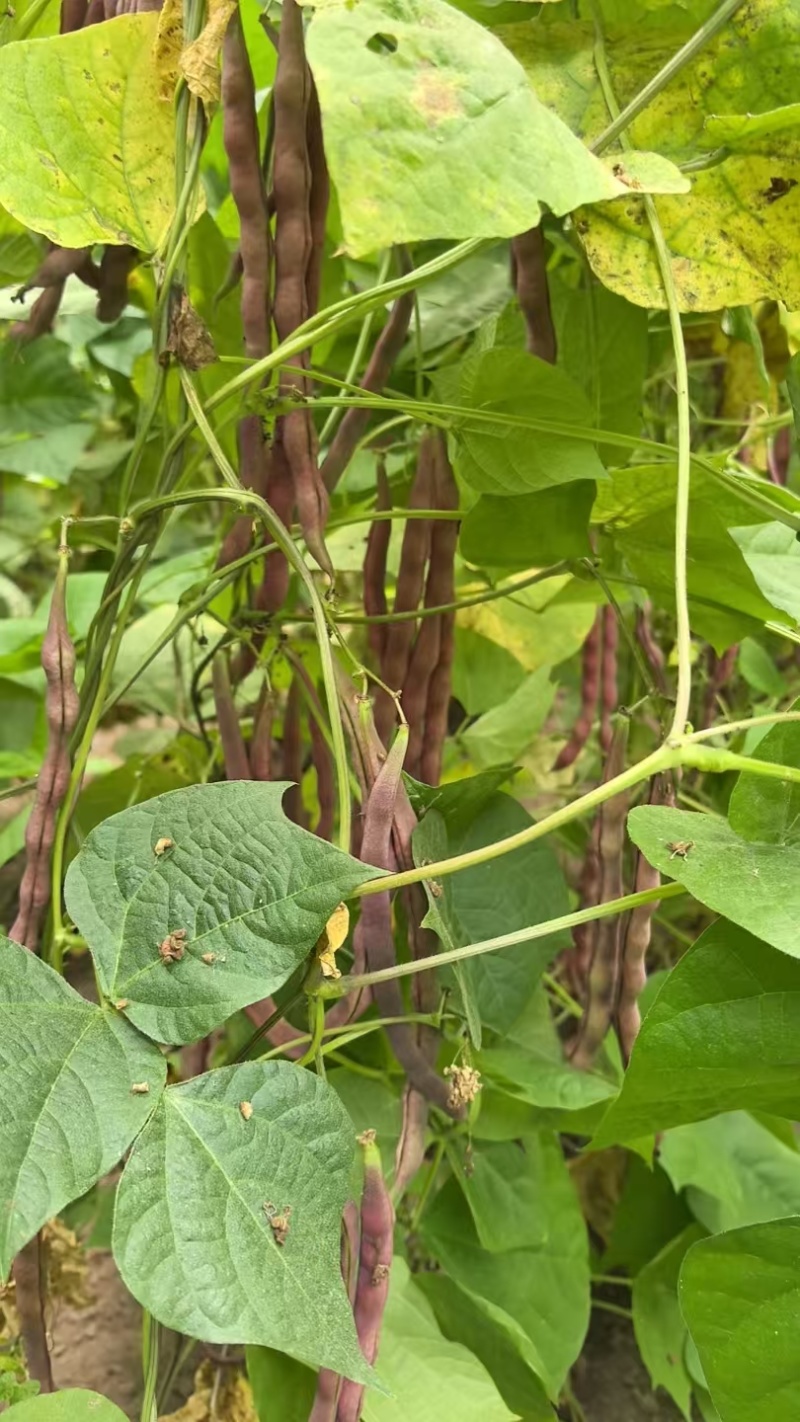 紫豆角产地大量现货