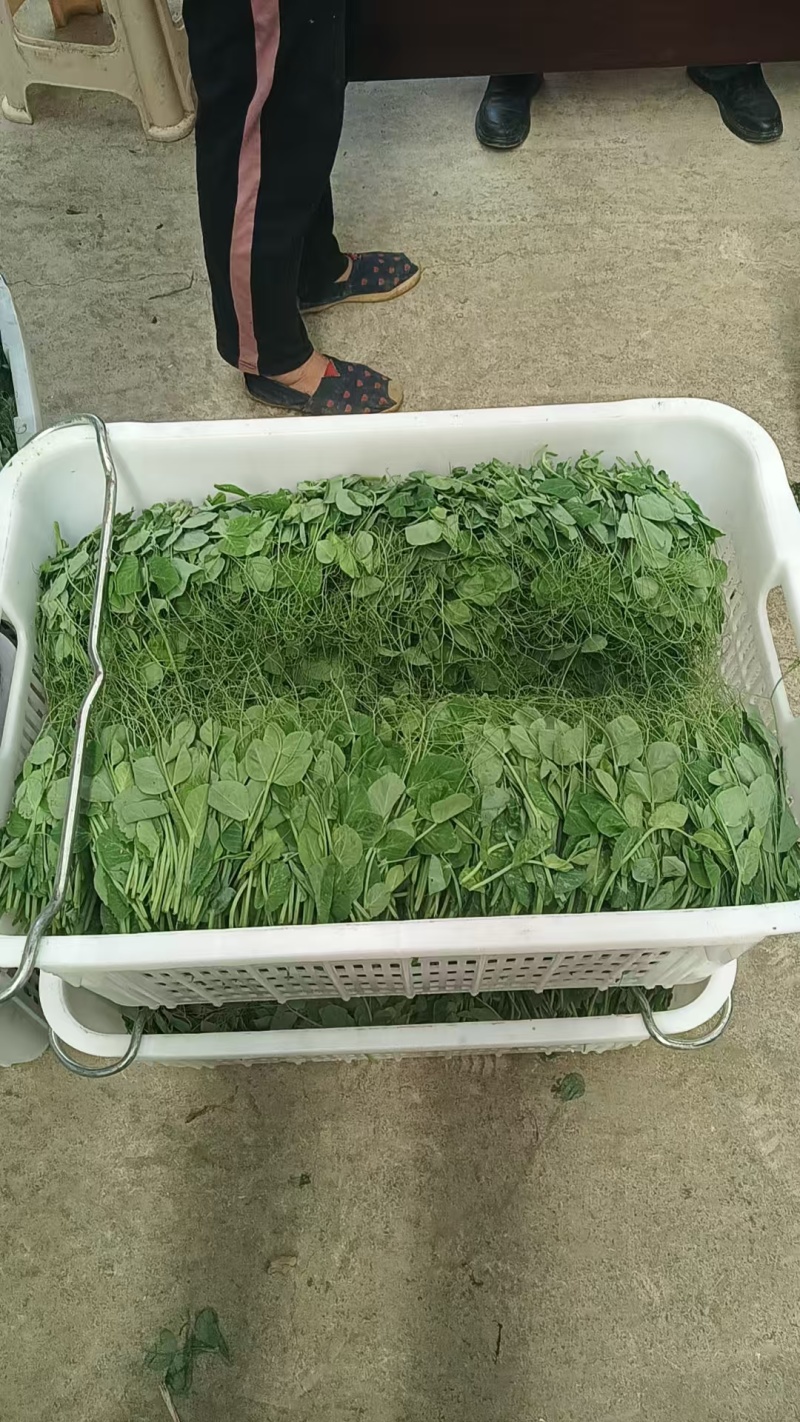 豌豆尖