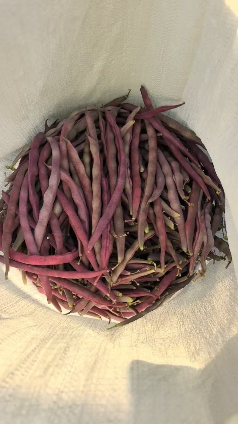 紫豆角