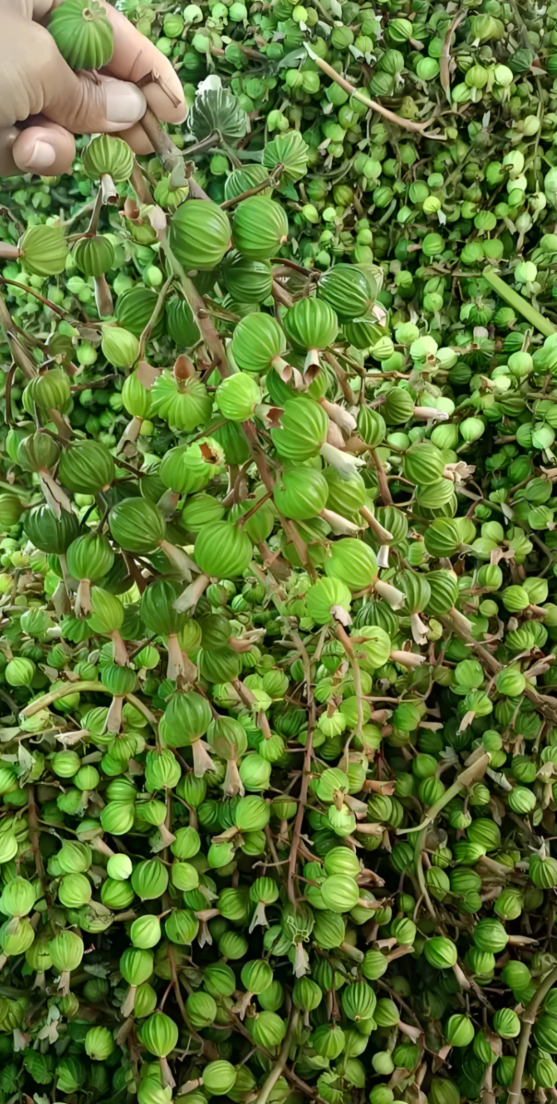 新鲜砂仁