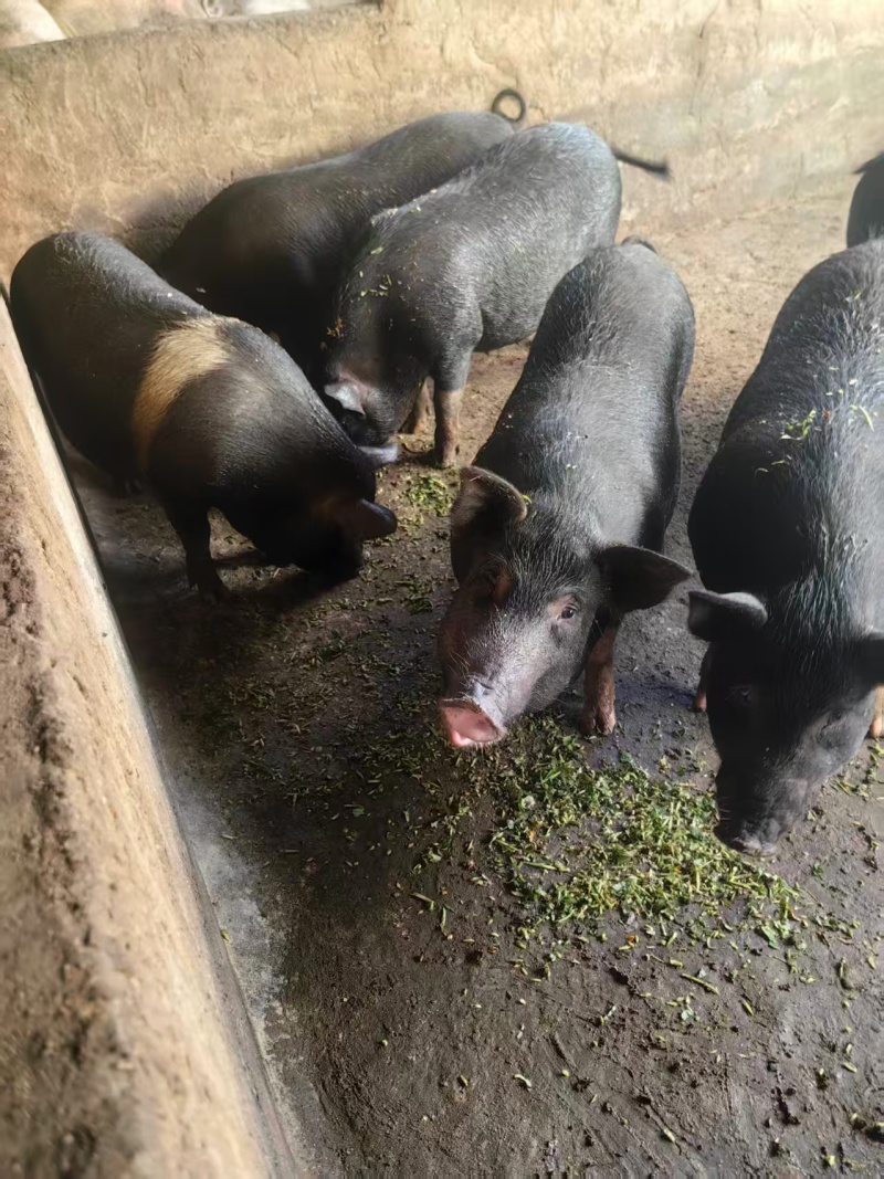 茶陵散养小香猪，肉质鲜美，肥而不腻，农家自产，欢迎品尝！