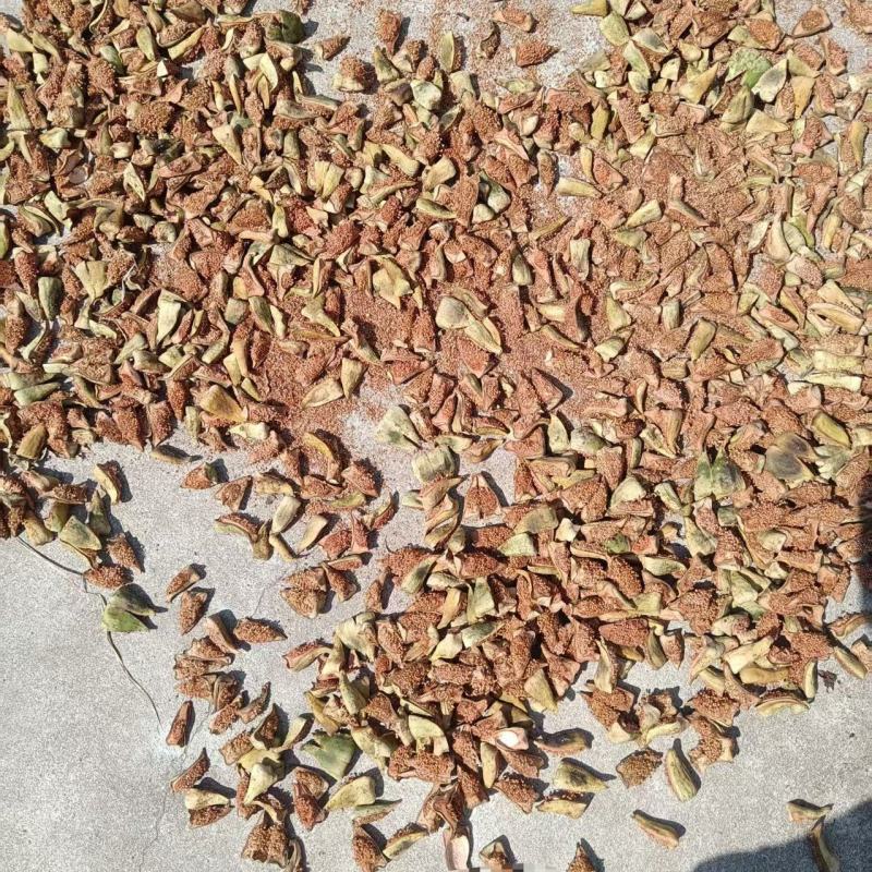 王不留行