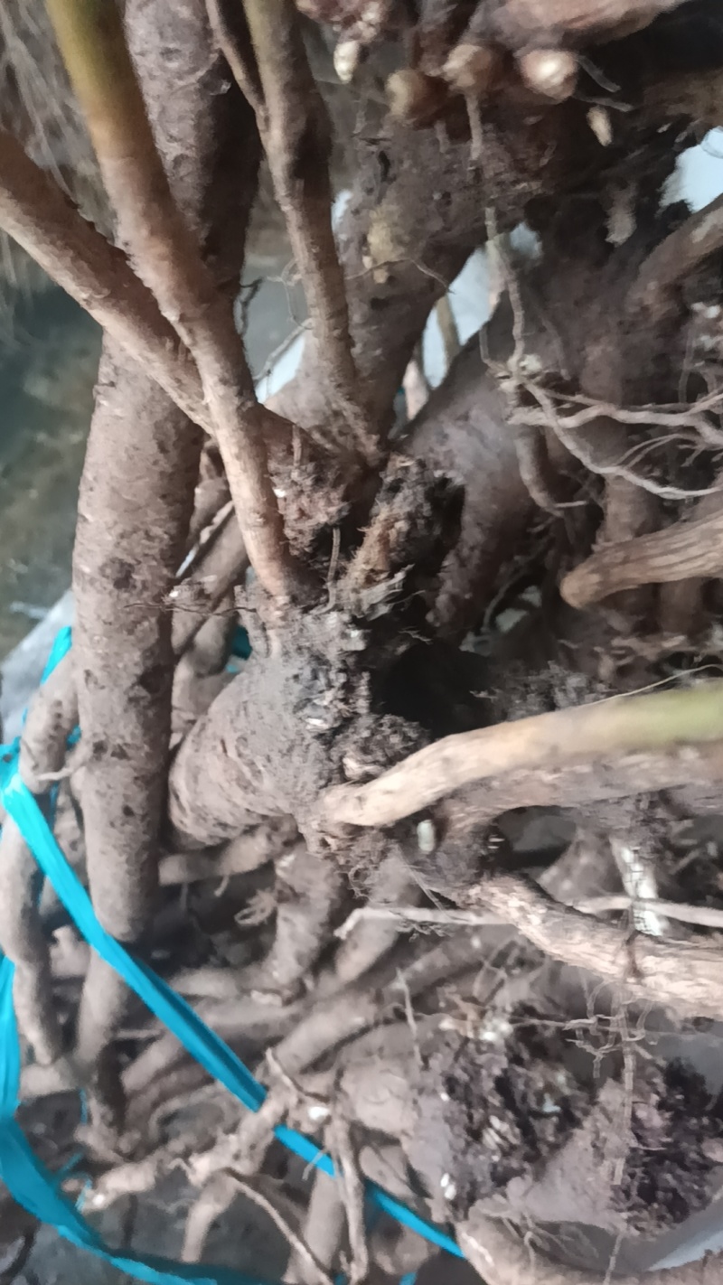 新鲜野生黄芪【正宗甘肃深山老林纯野生黄芪_】