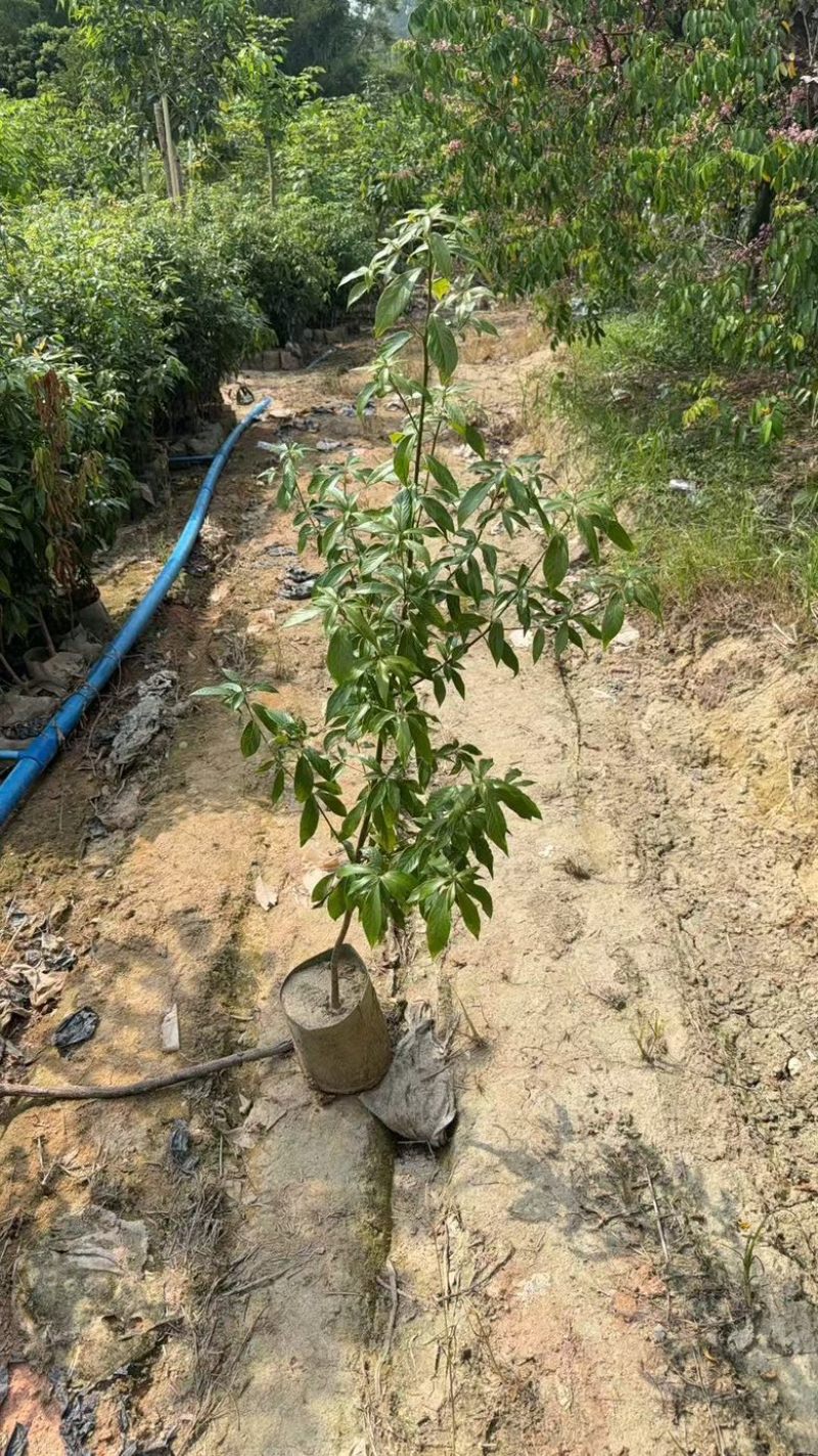 金丝楠木树苗