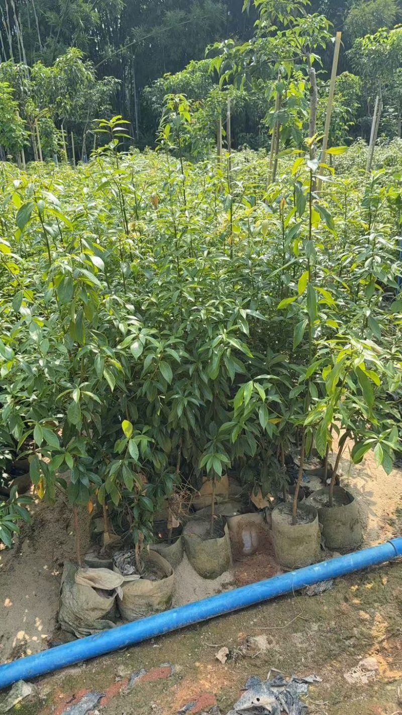 金丝楠木树苗