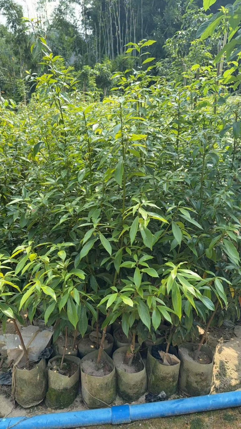 金丝楠木树苗