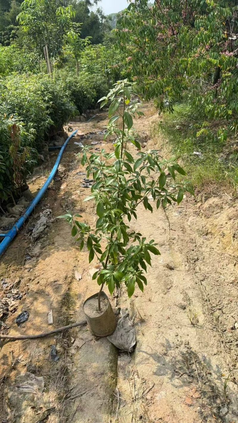 金丝楠木树苗
