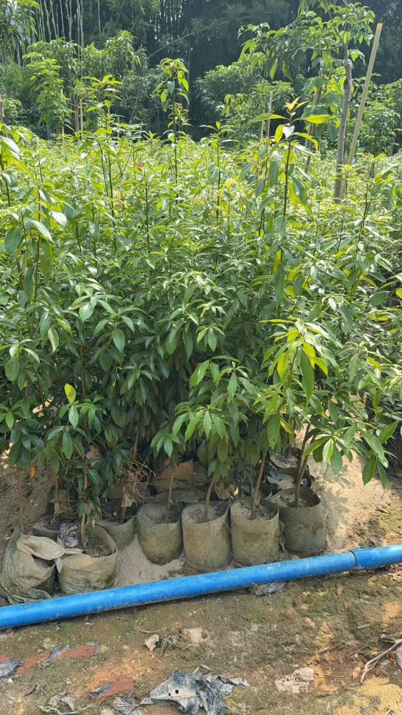 金丝楠木树苗