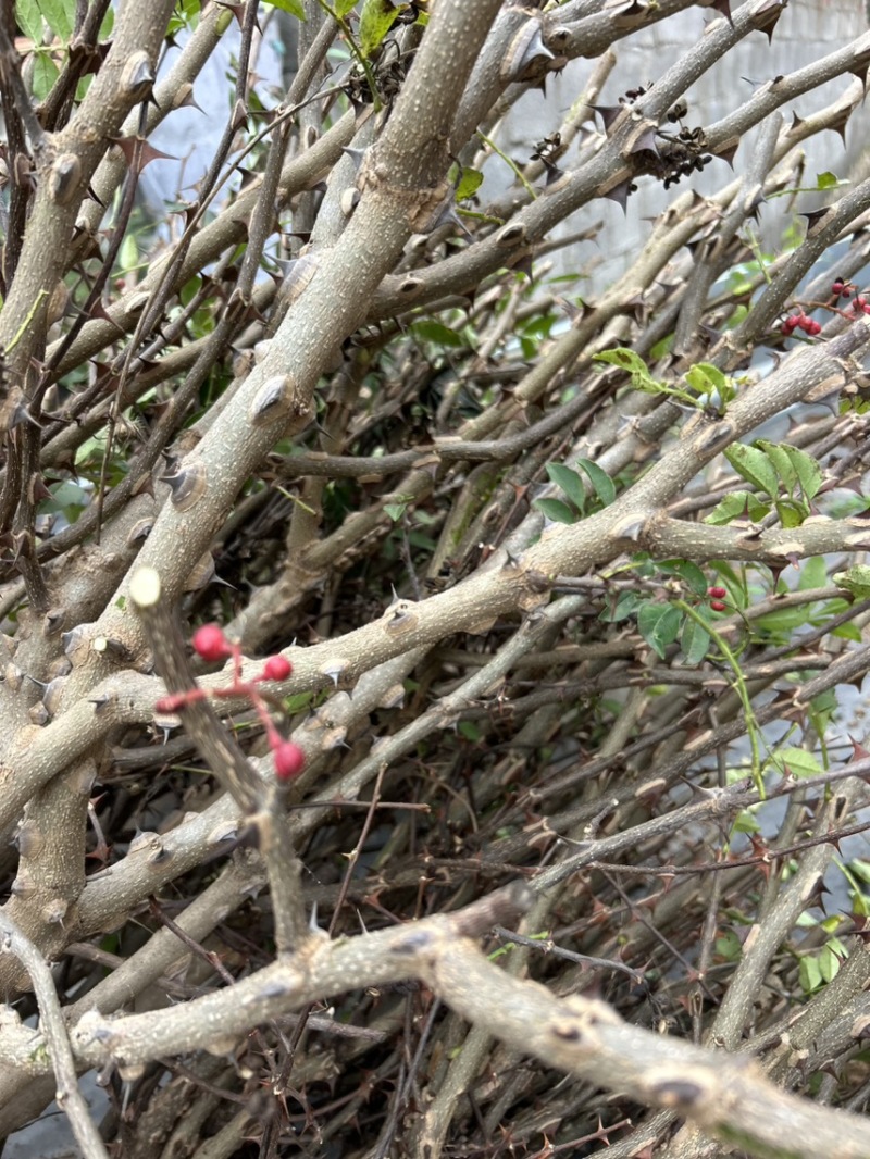 顶杆花椒树2-3公分大红袍花椒树苗