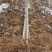 107杨树种条，种条段基地直发量大价优假一赔十