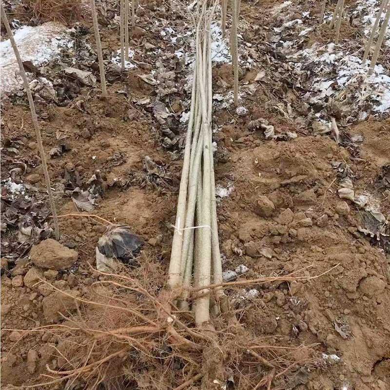 107杨树种条，种条段基地直发量大价优假一赔十