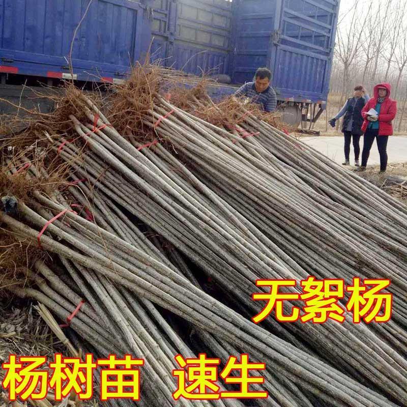 107杨树种条，种条段基地直发量大价优假一赔十