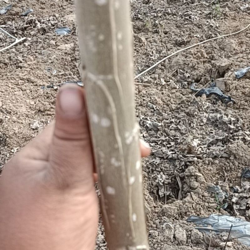 107杨树种条，种条段基地直发量大价优假一赔十
