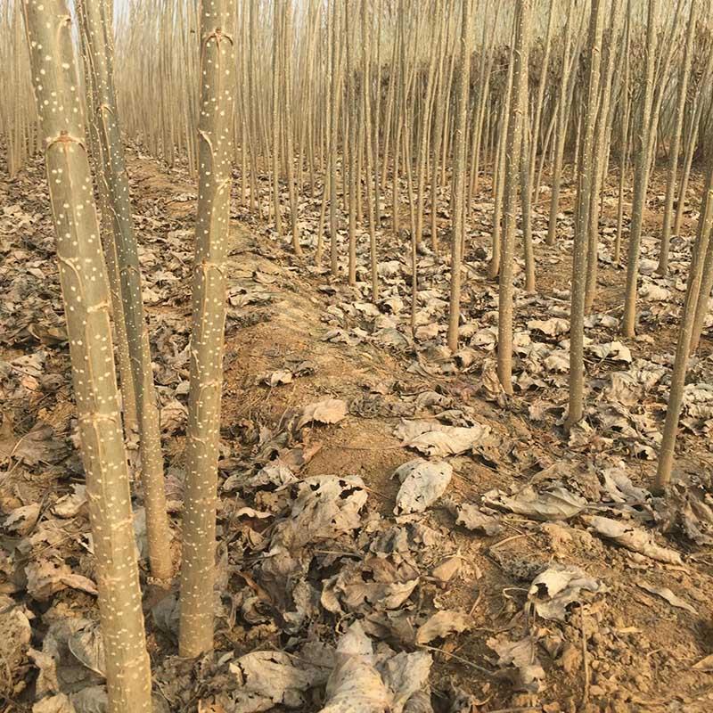 107杨树种条，种条段基地直发量大价优假一赔十
