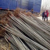 107杨树苗10cm以下杨树苗基地直发可视频看货