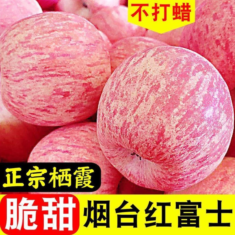 【一件代发】山东烟台红富士苹果甜脆多汁全平台发货