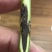 虎斑二号沉香树苗奇楠沉香苗大量供应基地直发可视频看