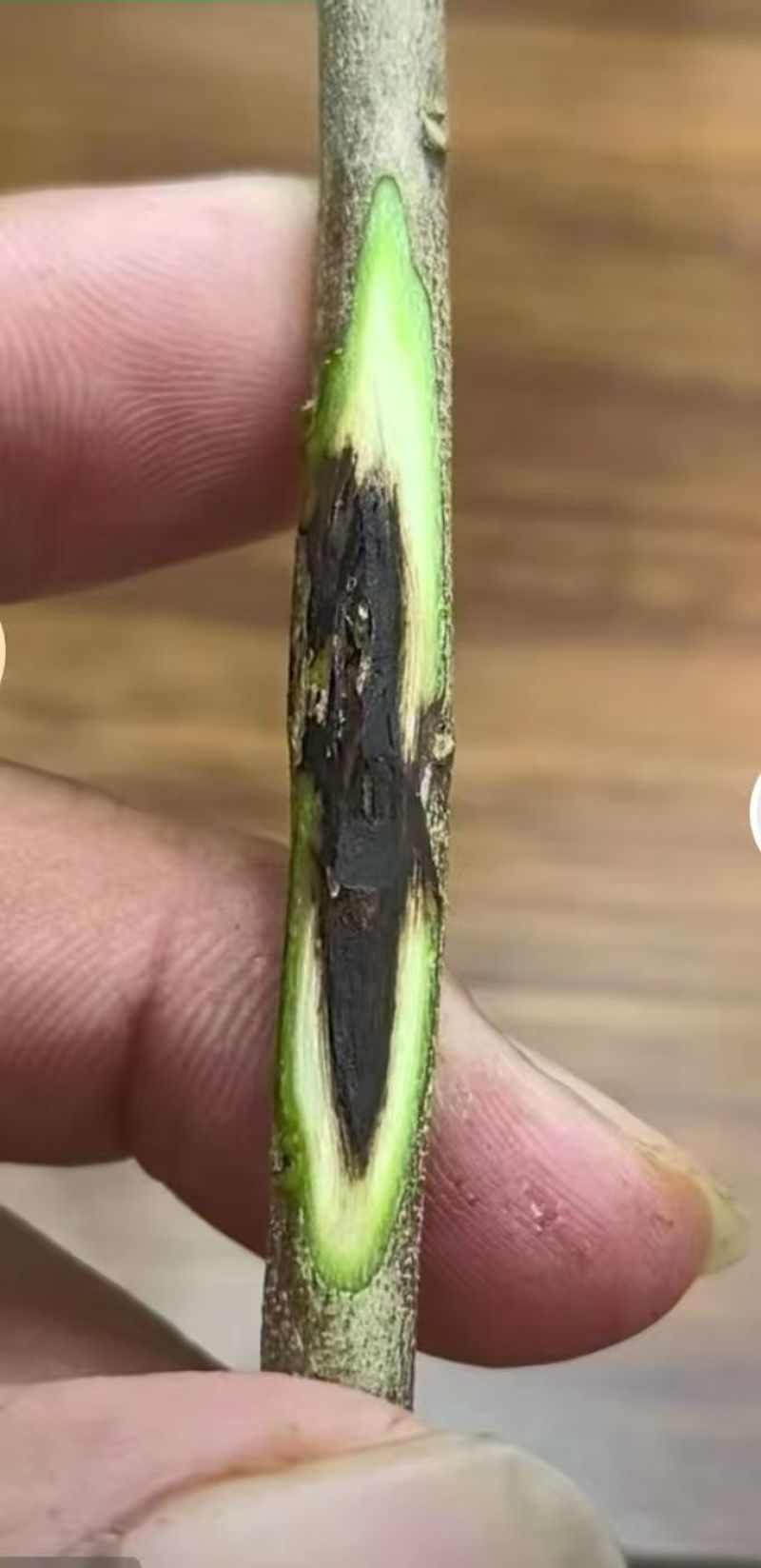 虎斑二号沉香树苗奇楠沉香苗大量供应基地直发可视频看