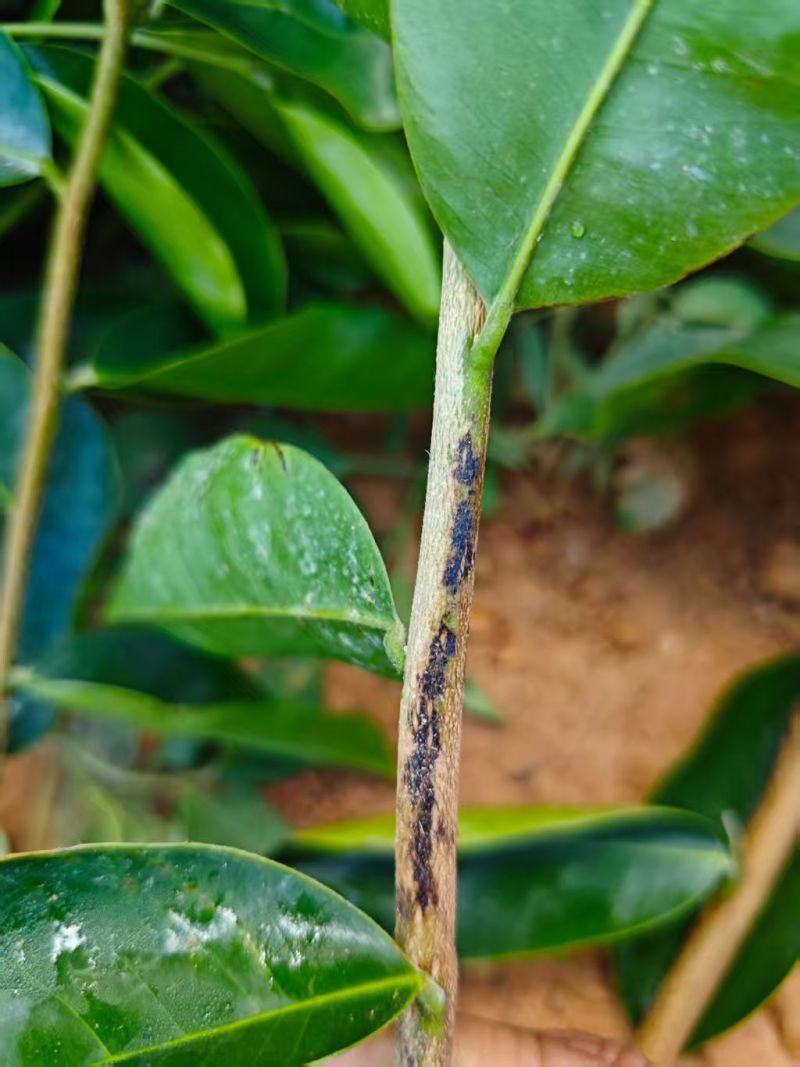 虎斑二号沉香树苗奇楠沉香苗大量供应基地直发可视频看