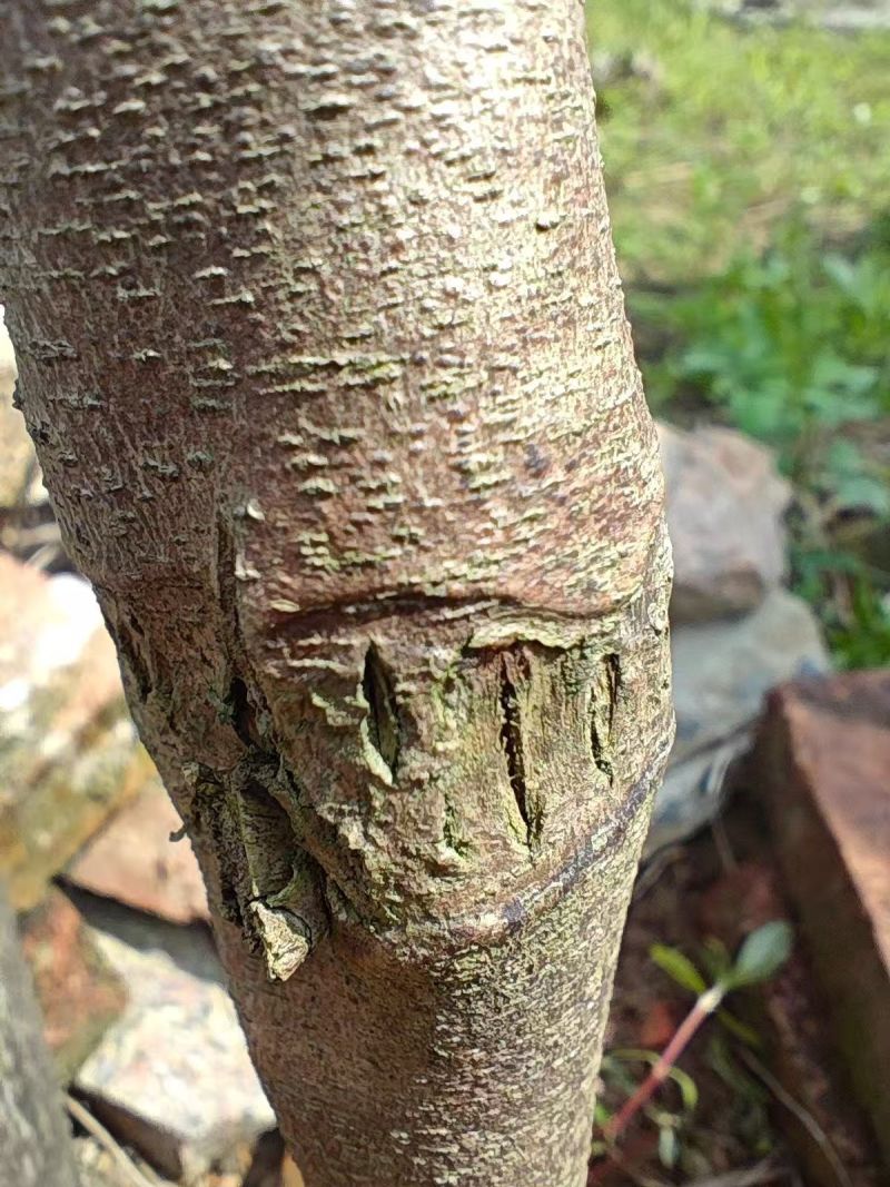 虎斑二号沉香树苗奇楠沉香苗大量供应基地直发可视频看