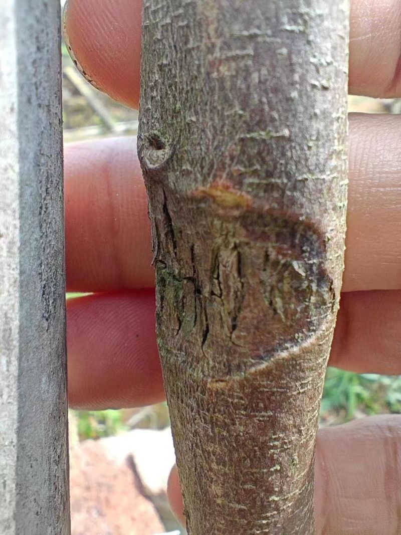 虎斑二号沉香树苗奇楠沉香苗大量供应基地直发可视频看