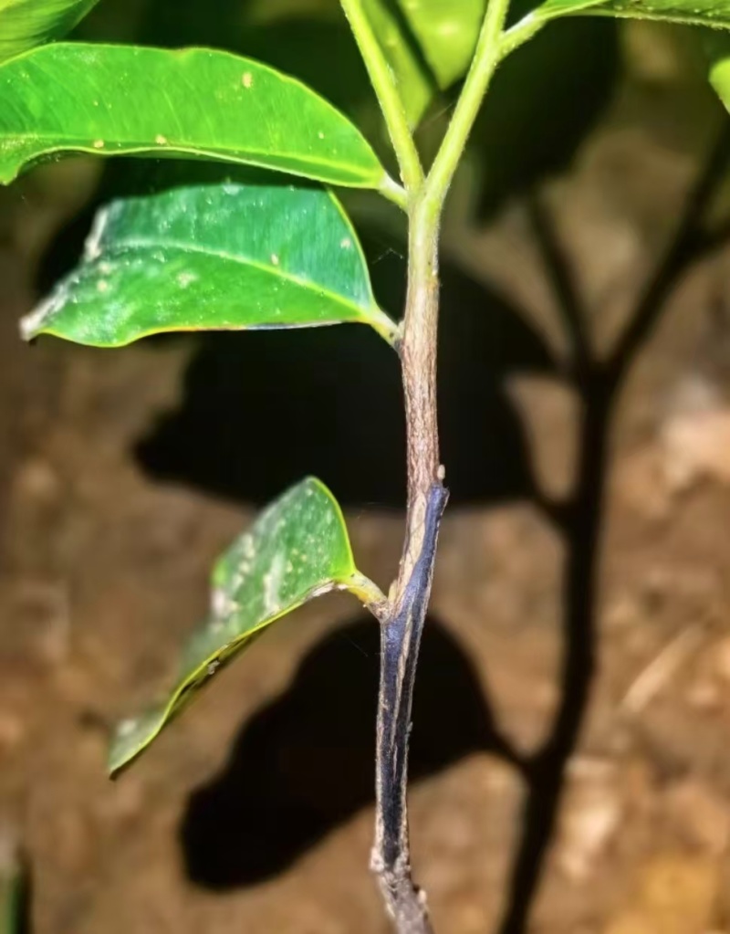 虎斑二号沉香树苗奇楠沉香苗大量供应基地直发可视频看