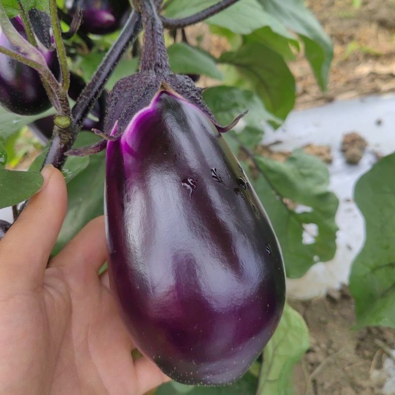 紫霸早茄3号茄子种子杂交早熟椭圆茄抗病耐热耐寒