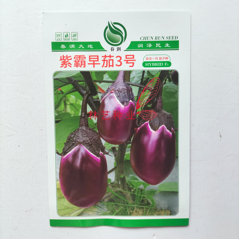 紫霸早茄3号茄子种子杂交早熟椭圆茄抗病耐热耐寒