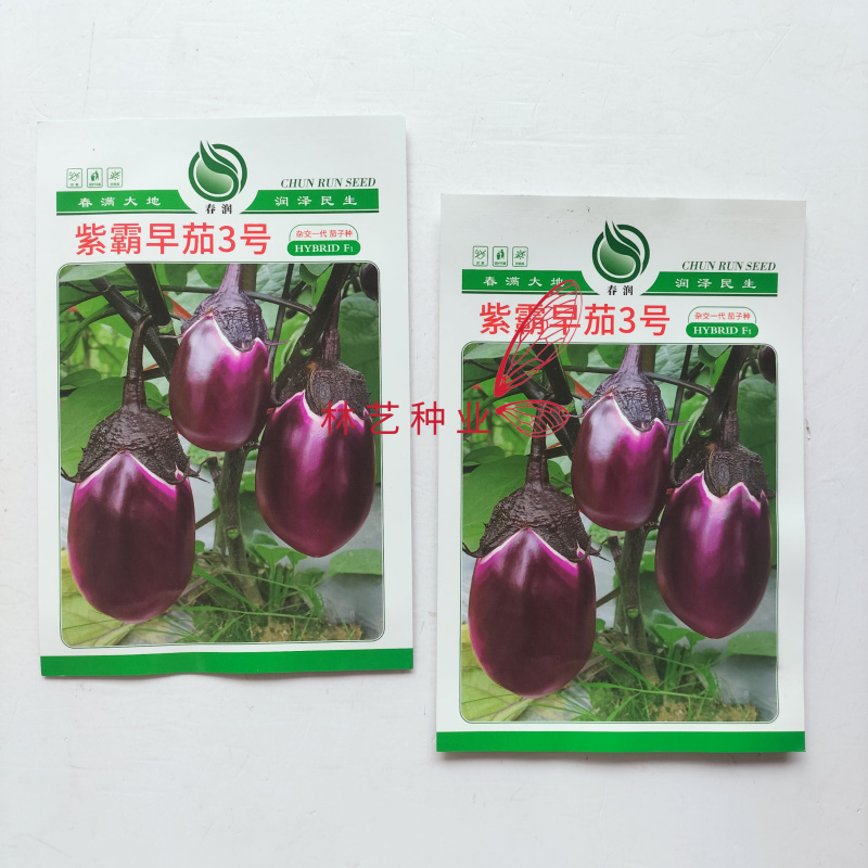紫霸早茄3号茄子种子杂交早熟椭圆茄抗病耐热耐寒