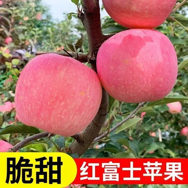 【一件代发】山东烟台红富士苹果商超专用全国发货