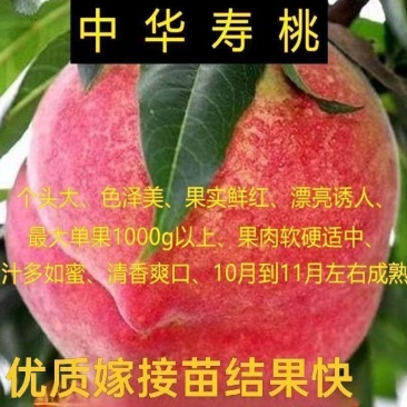 中华寿桃树苗，包成活，包品种，包结果，假一赔十，签约合同