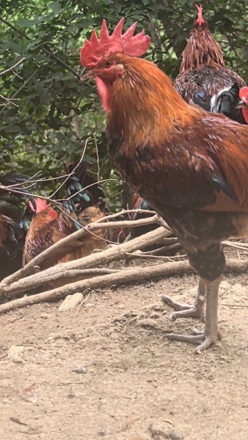 万源富硒土鸡散养鸡供货量大有需要进店选货