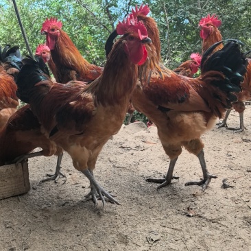 万源富硒土鸡散养鸡供货量大有需要进店选货