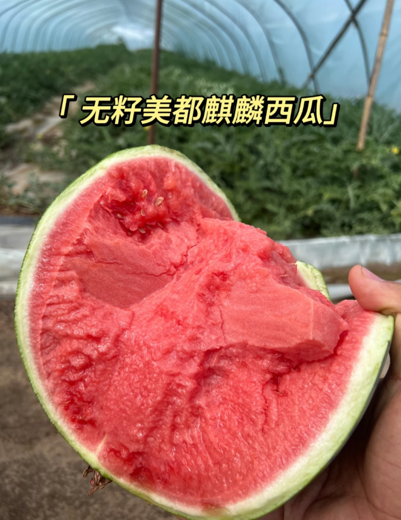 美都西瓜产地大量现货供应，现摘现发，品质保证代发全国