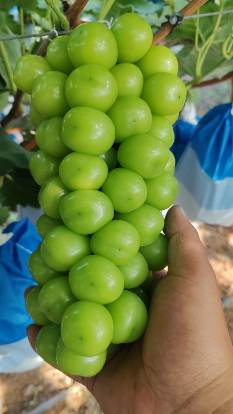 阳光玫瑰