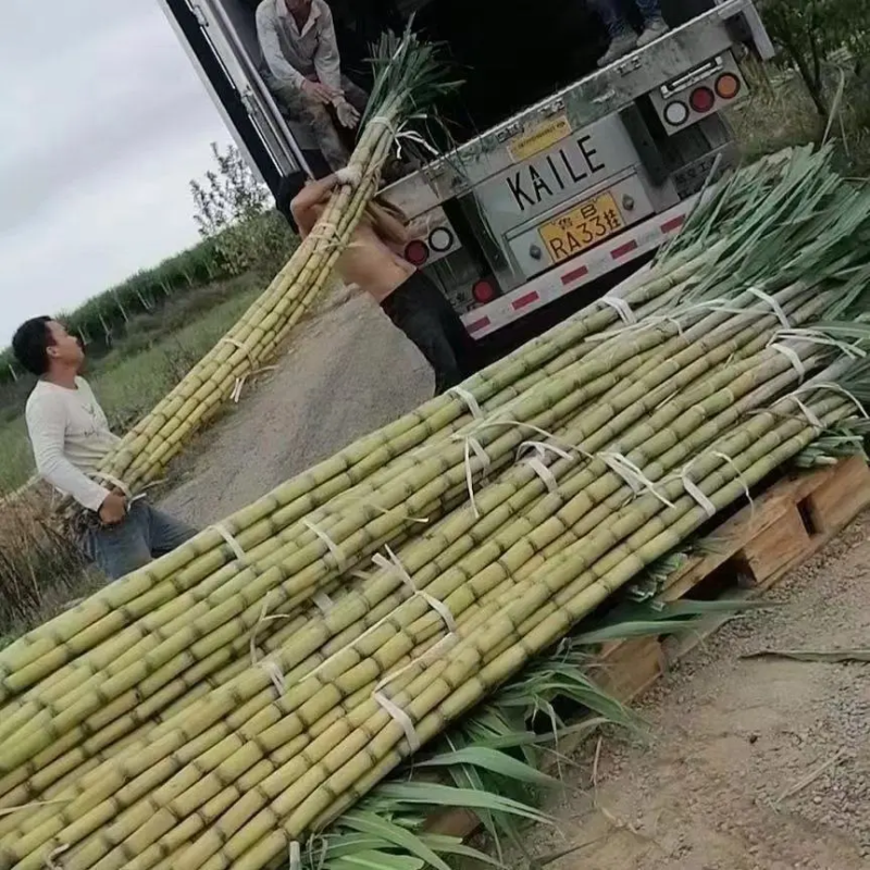 黄皮甘蔗/一手货源/大量现货供应/脆甜多汁/可视频看货