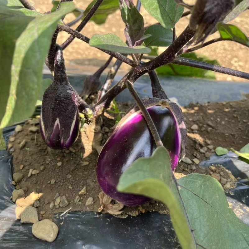 紫铃早茄种子早熟高产抗病紫红色圆茄形茄子种籽春秋播种