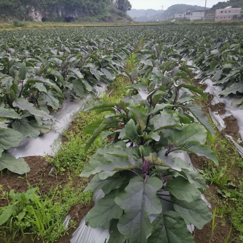 紫铃早茄种子早熟高产抗病紫红色圆茄形茄子种籽春秋播种
