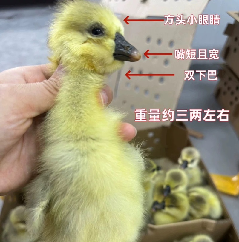 纯种正宗狮头鹅苗批发鹅苗鹅仔汕头狮头鹅大座狮头鹅苗批发