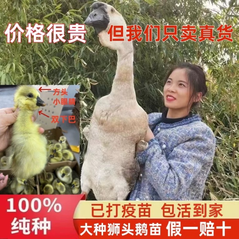 纯种正宗狮头鹅苗批发鹅苗鹅仔汕头狮头鹅大座狮头鹅苗批发