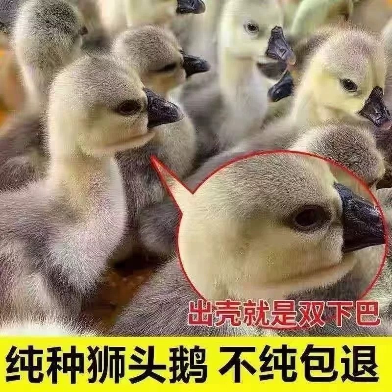 纯种正宗狮头鹅苗批发鹅苗鹅仔汕头狮头鹅大座狮头鹅苗批发