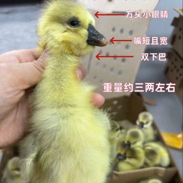 纯种正宗狮头鹅苗批发鹅苗鹅仔汕头狮头鹅大座狮头鹅苗批发