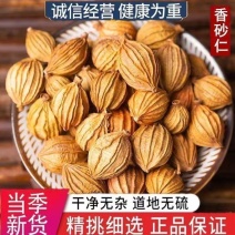 香砂中药材香砂仁冷背干净无杂无硫精挑细选正品