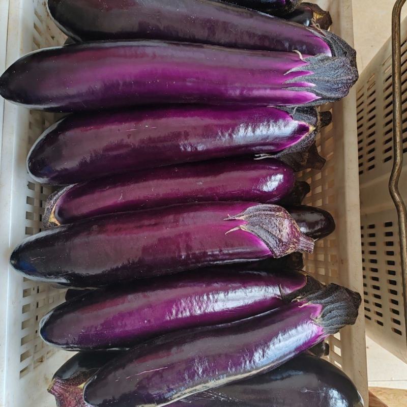 顺发海科8号中熟紫红长茄种子深紫色亮丽果肉白色肉质细