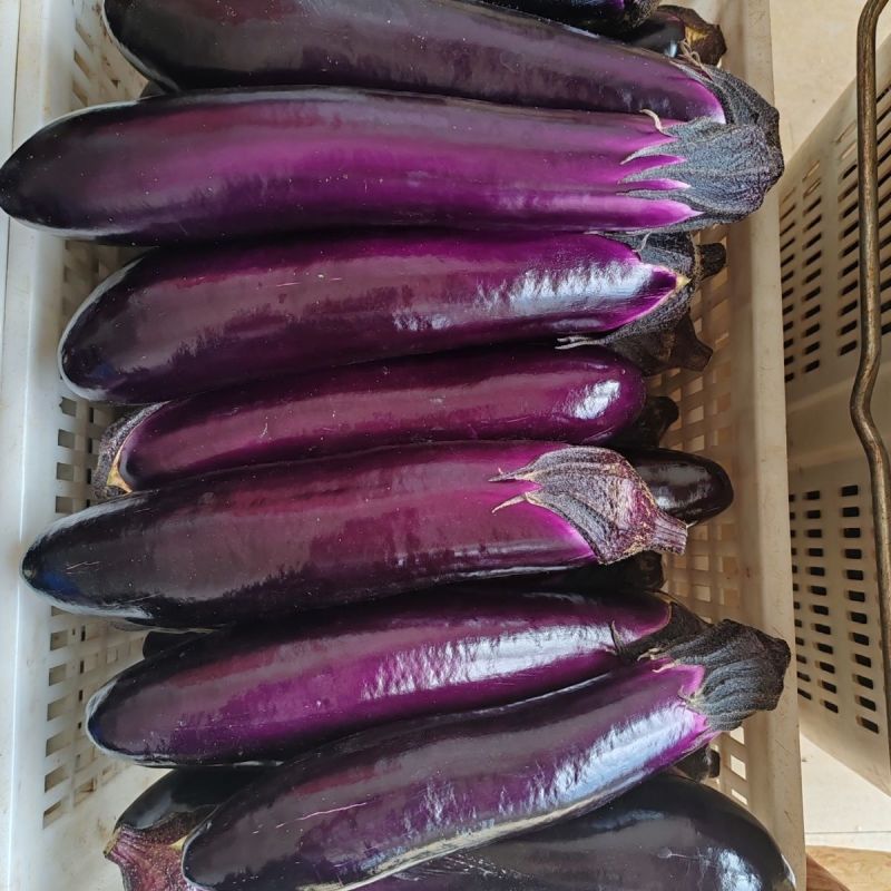 顺发海科8号中熟紫红长茄种子深紫色亮丽果肉白色肉质细