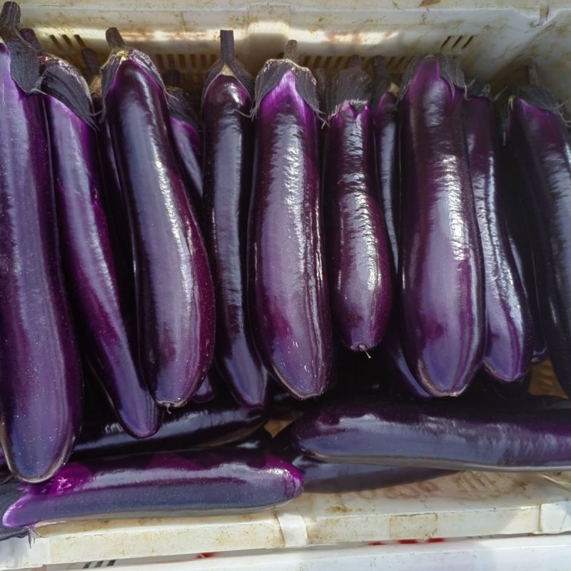 顺发海科8号中熟紫红长茄种子深紫色亮丽果肉白色肉质细
