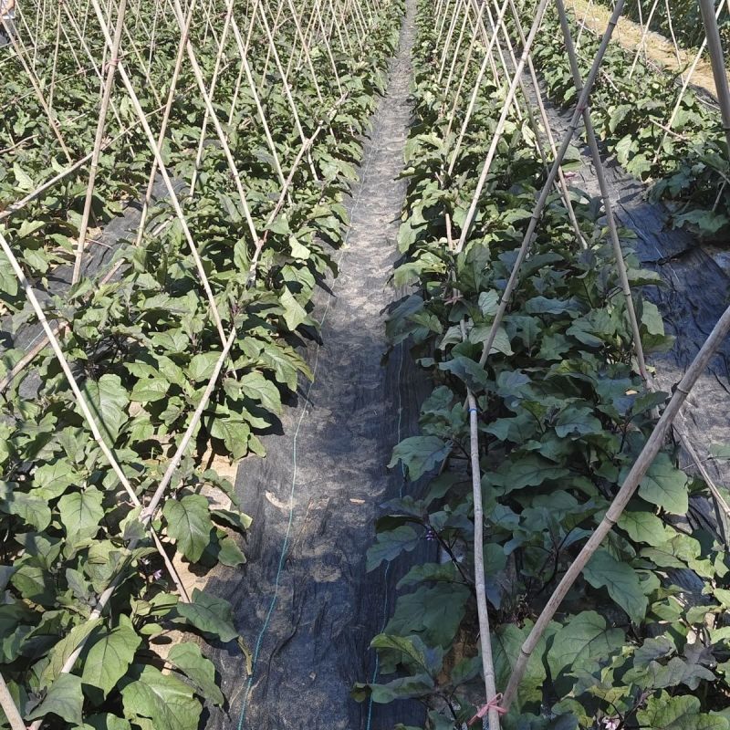 海科99中熟紫红中茄种子深紫色亮丽肉质细嫩果肉白色烧烤茄