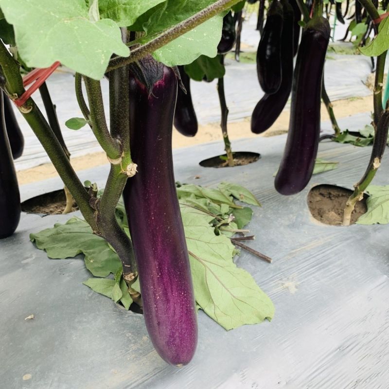 海科99中熟紫红中茄种子深紫色亮丽肉质细嫩果肉白色烧烤茄