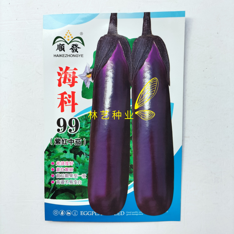 海科99中熟紫红中茄种子深紫色亮丽肉质细嫩果肉白色烧烤茄